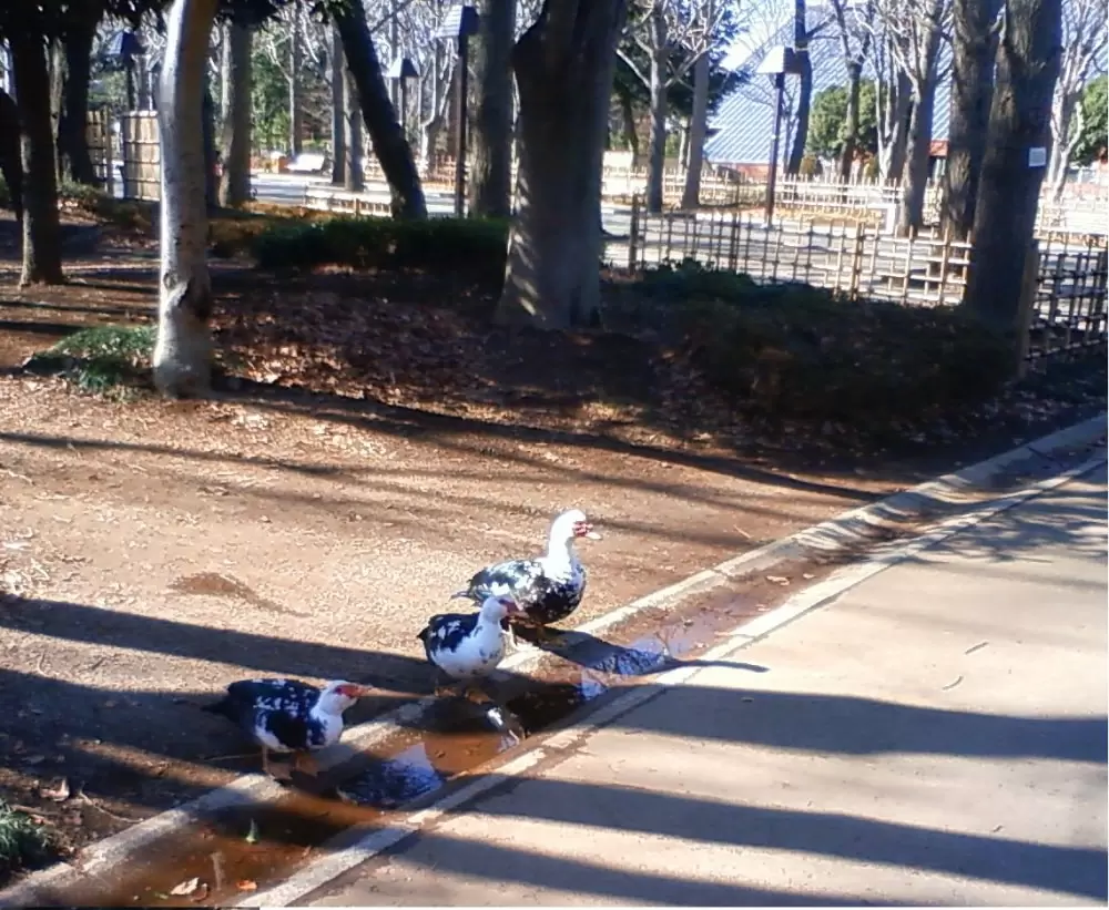 洞峰公園の写真1