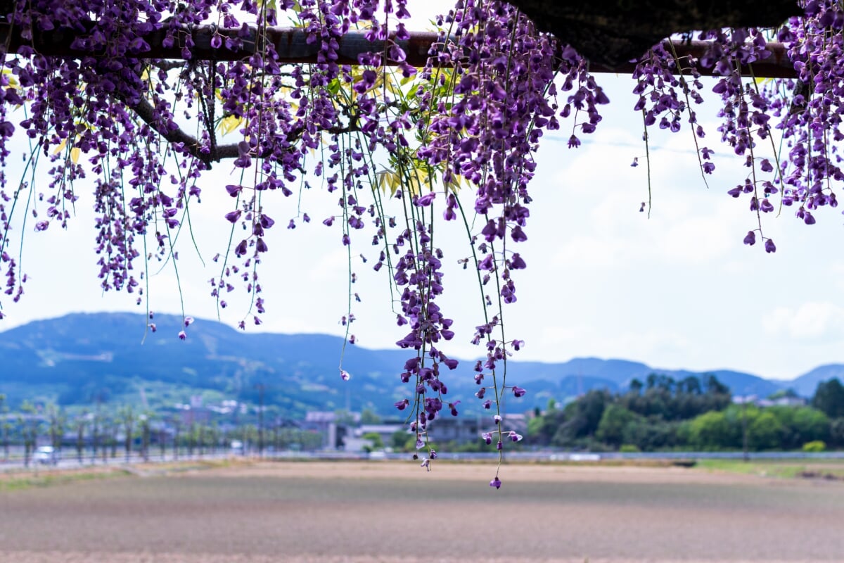 嬉野総合公園(みゆき公園)の写真6