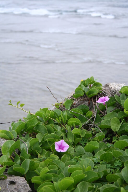 東平安名崎の写真2