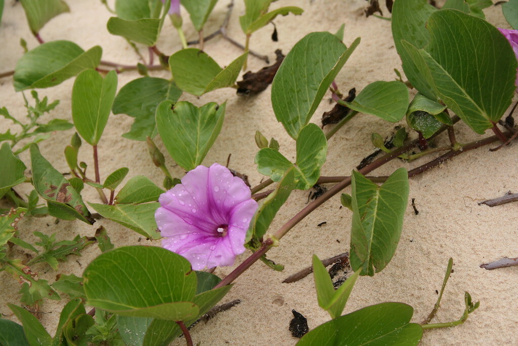 東平安名崎の写真3