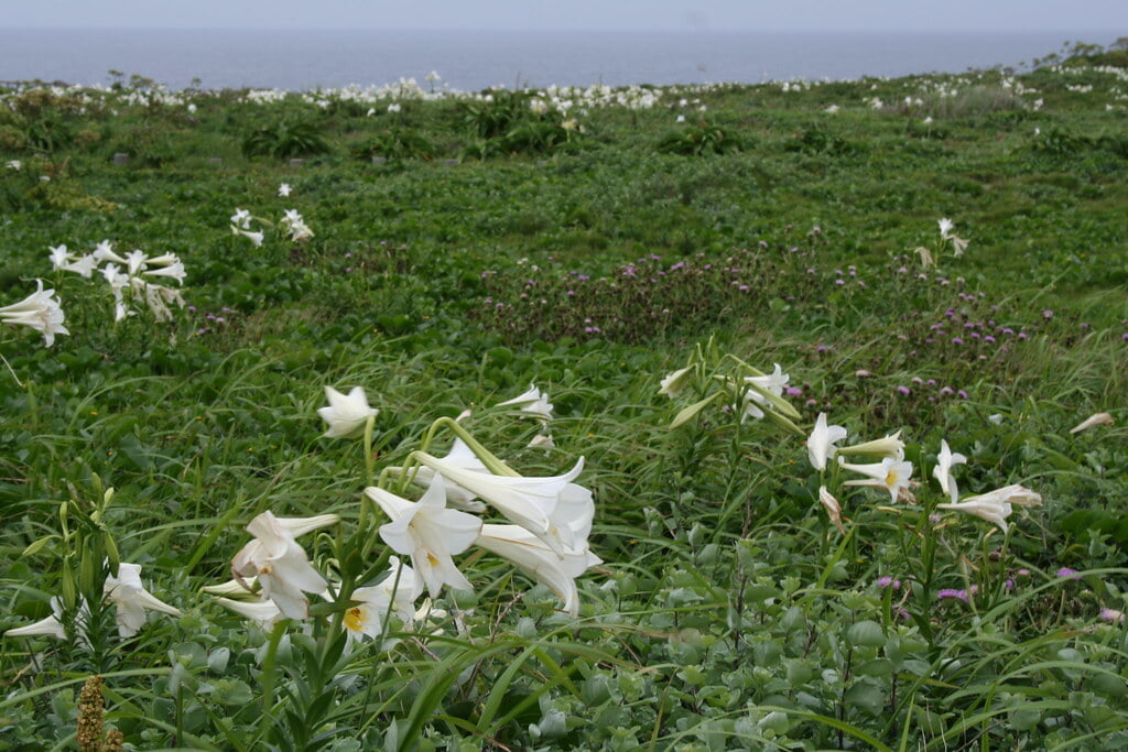 東平安名崎の写真4