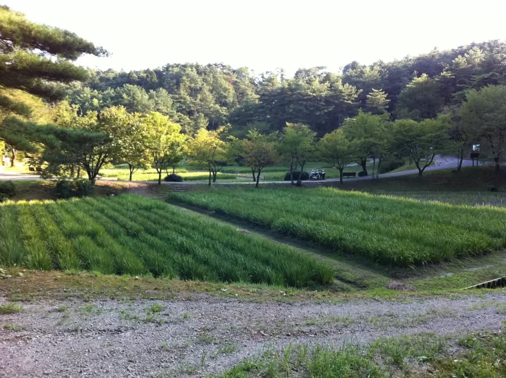 五十公野公園の写真1