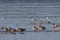 湖北野鳥センター