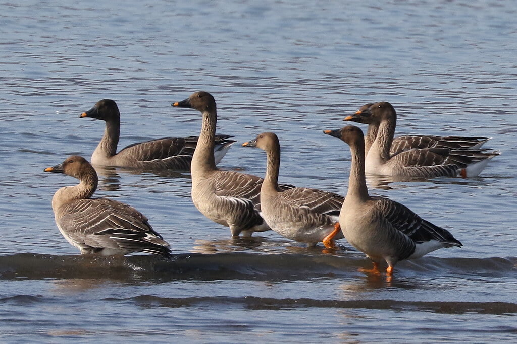湖北野鳥センターの写真3