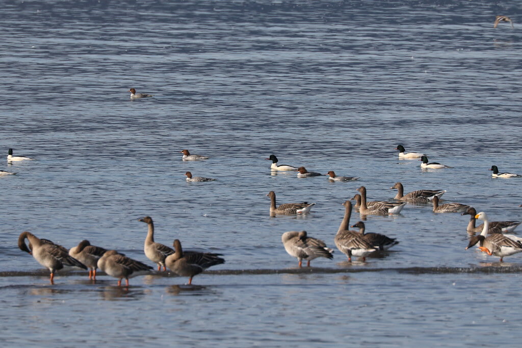 湖北野鳥センターの写真1