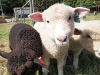 デンマーク牧場