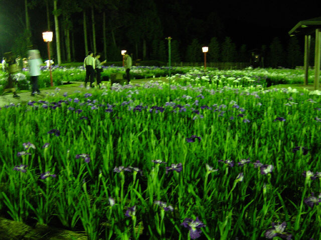 賀茂しょうぶ園の写真3