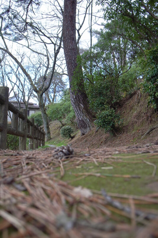 西山公園の写真3