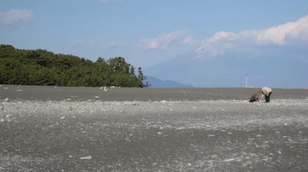 三保の松原の写真1