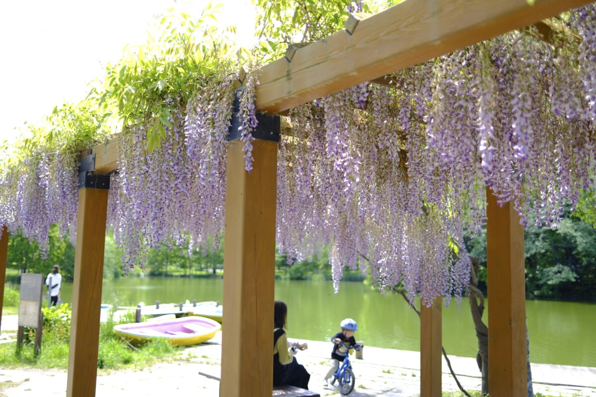 帯広市緑ヶ丘公園・グリーンパークの写真12