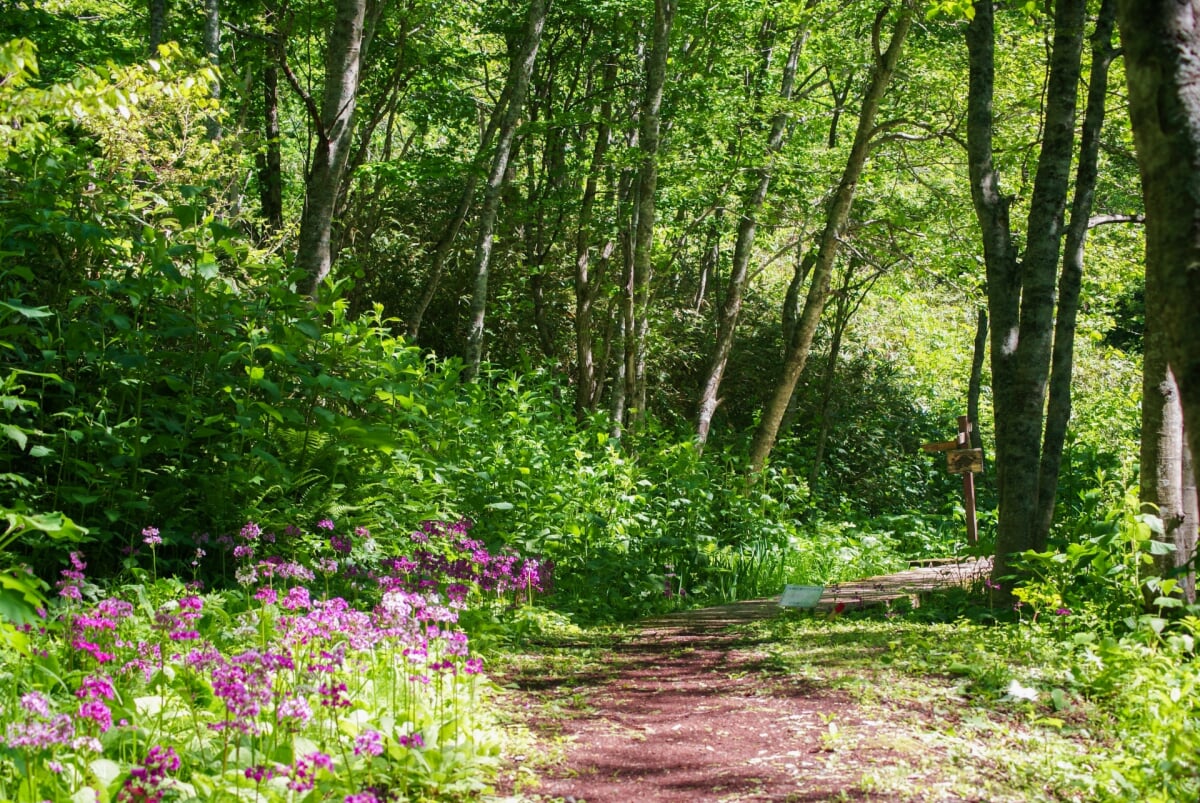 中頓別鍾乳洞 自然ふれあい公園の写真4