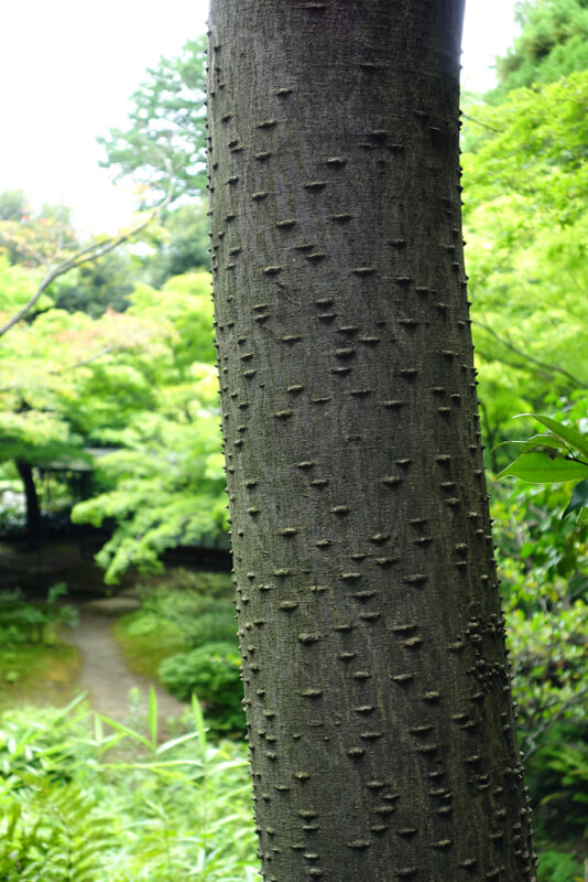 旧古河庭園の写真2