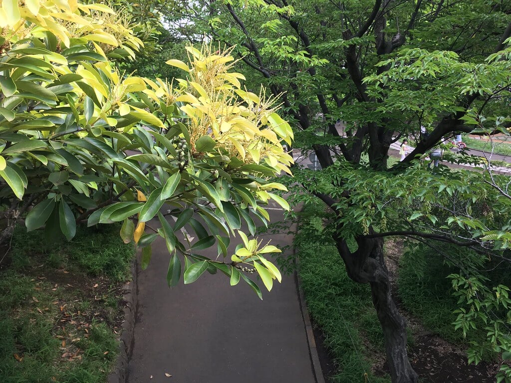 大泉交通公園の写真2