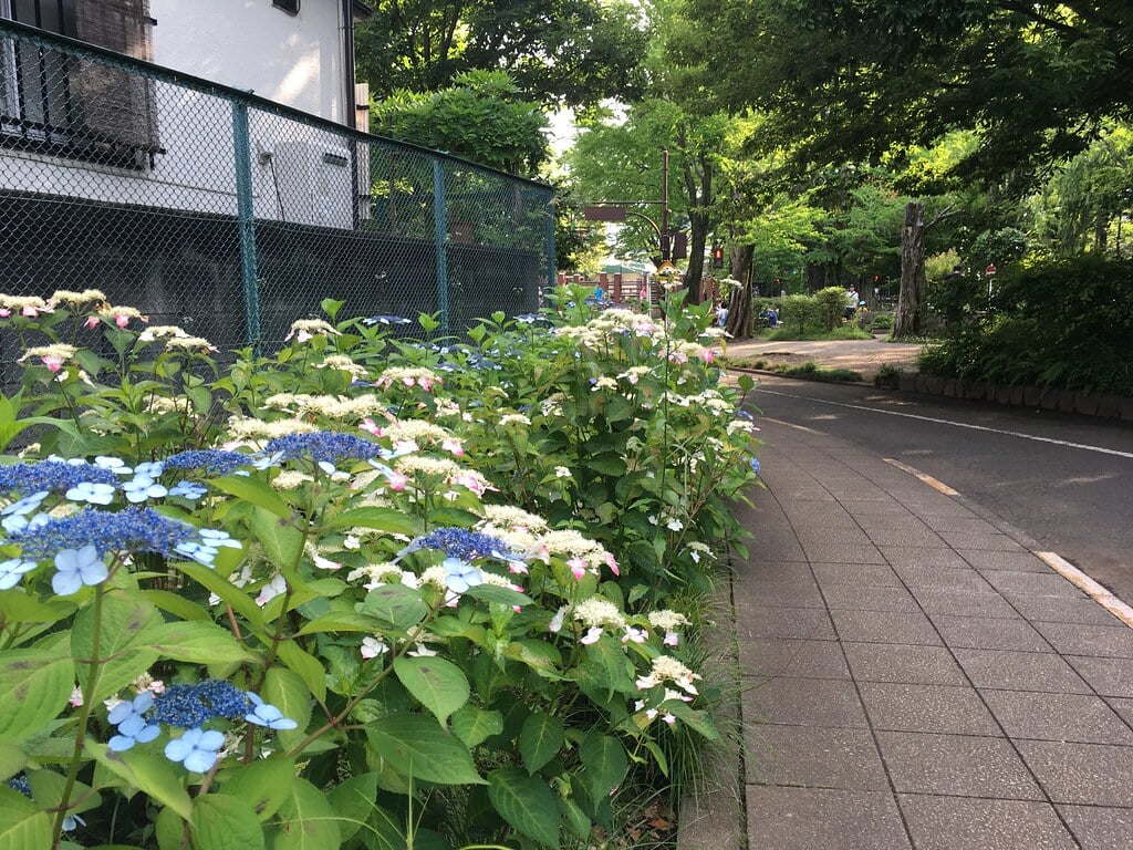 大泉交通公園の写真5