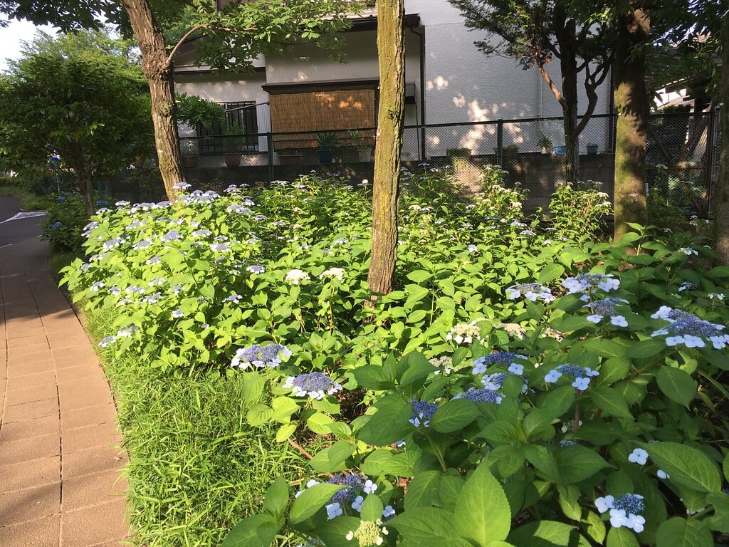 大泉交通公園の写真6