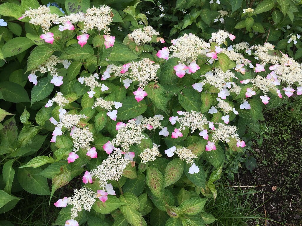 大泉交通公園の写真8