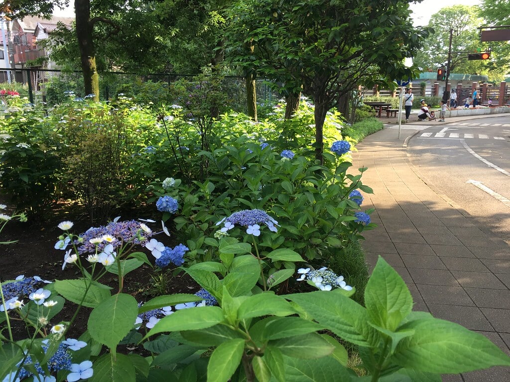 大泉交通公園の写真10