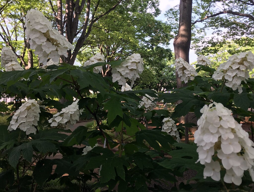大泉交通公園の写真11