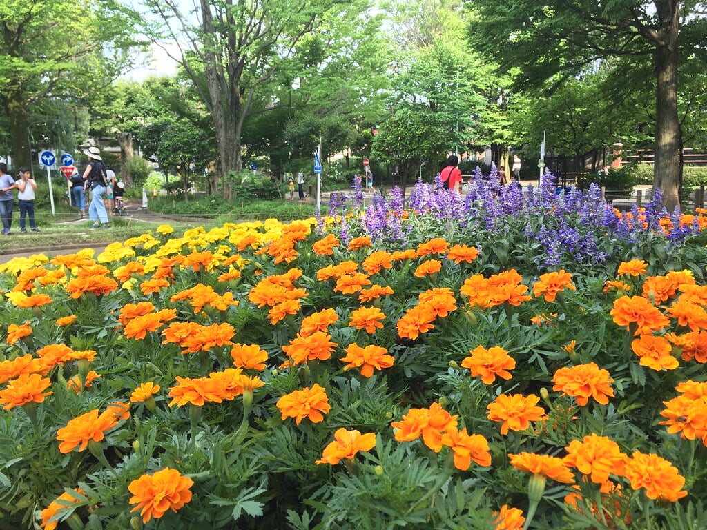 大泉交通公園の写真1