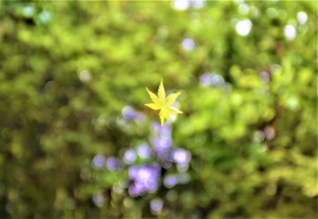 大阪府民の森 むろいけ園地の写真2