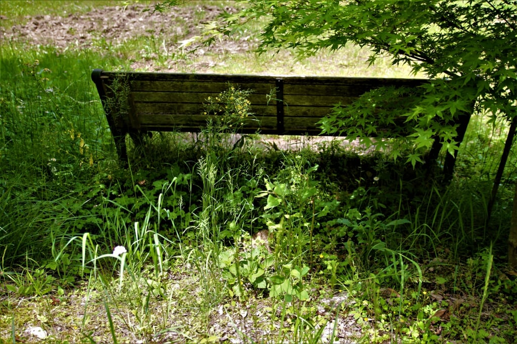 大阪府民の森 むろいけ園地の写真3