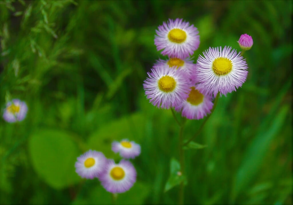 大阪府民の森 むろいけ園地の写真4