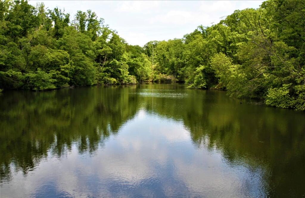 大阪府民の森 むろいけ園地の写真1
