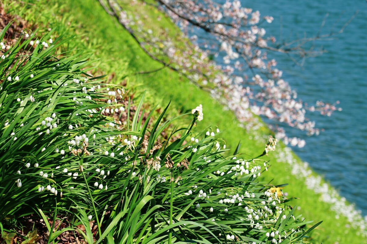 千鳥ケ淵公園の写真2