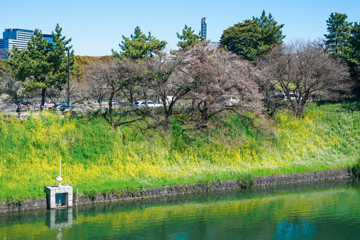千鳥ケ淵公園の写真3