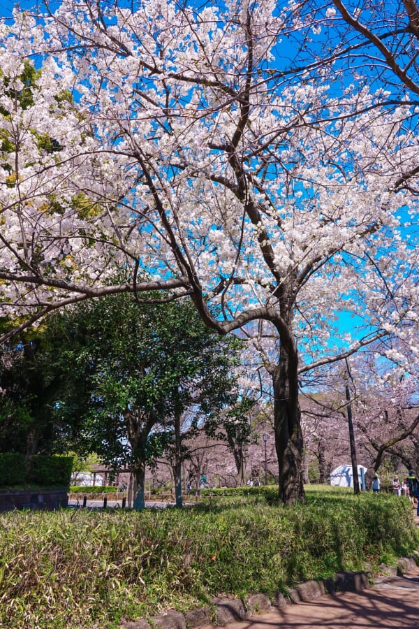 千鳥ケ淵公園の写真4