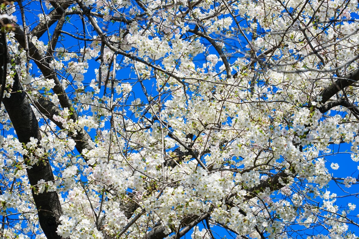 千鳥ケ淵公園の写真5