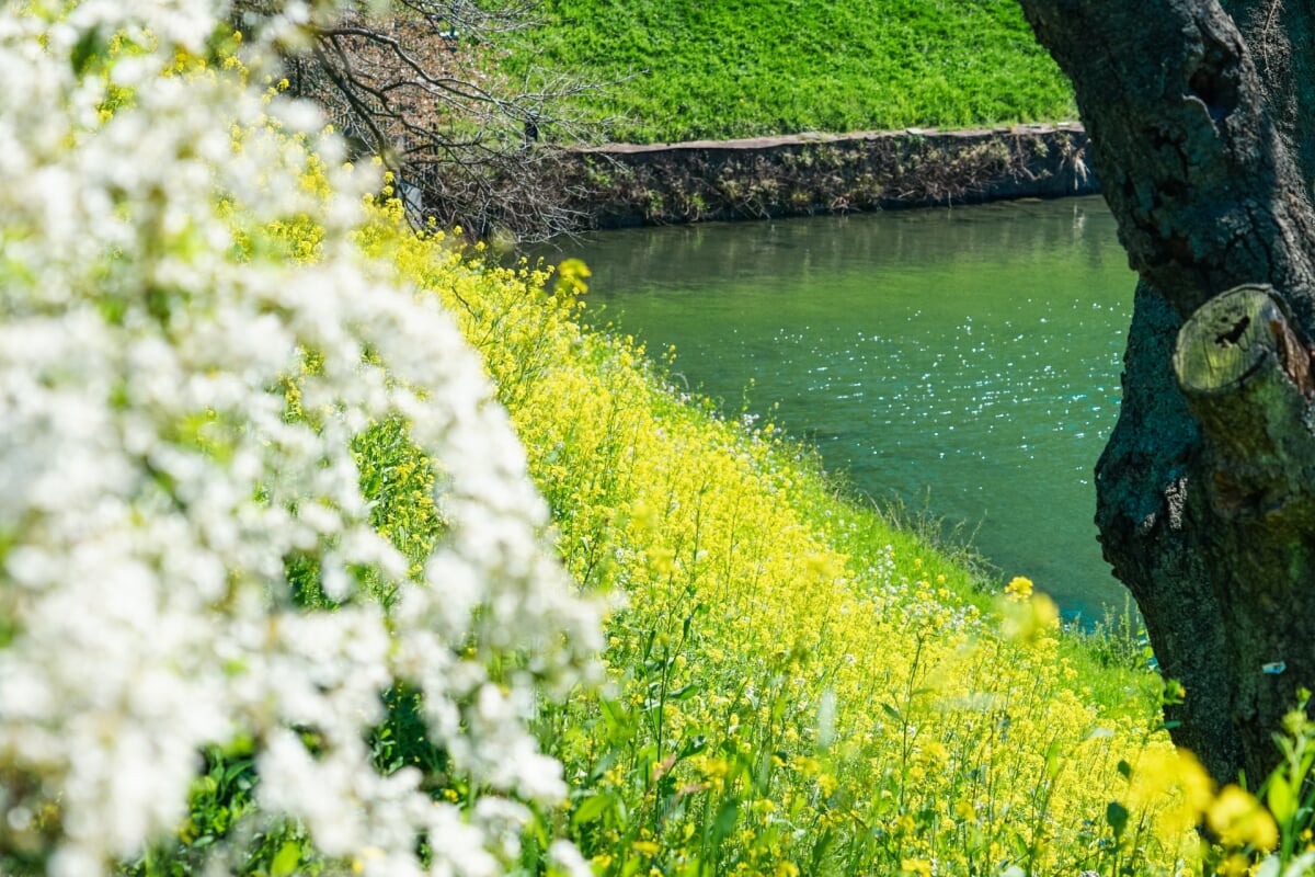 千鳥ケ淵公園の写真7