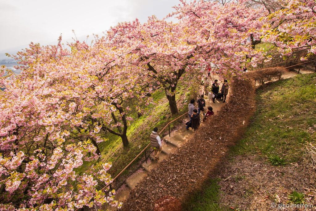 松田山ハーブガーデンの写真2
