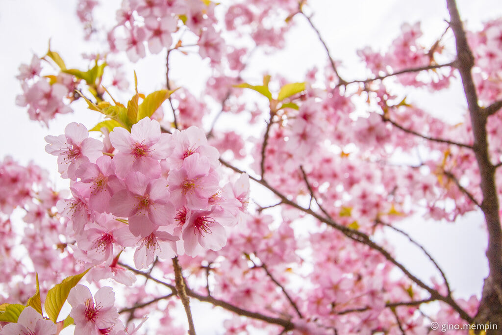 松田山ハーブガーデンの写真3
