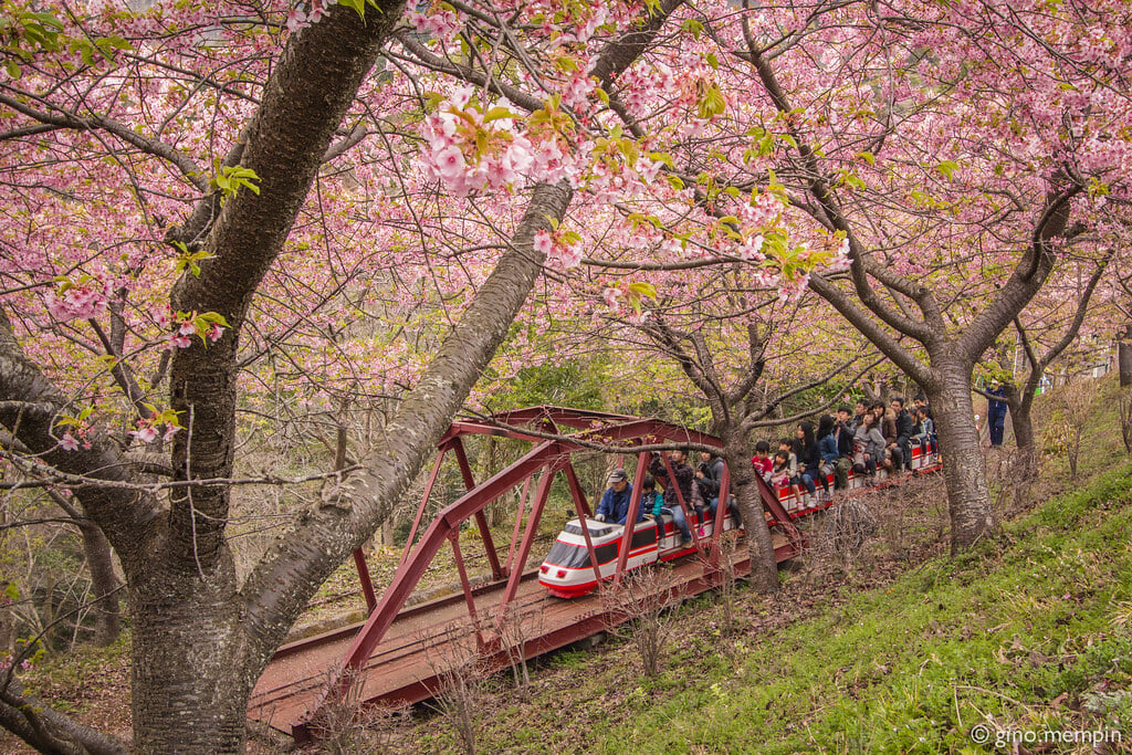 松田山ハーブガーデンの写真1