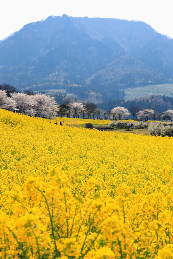 上堰潟公園の写真5