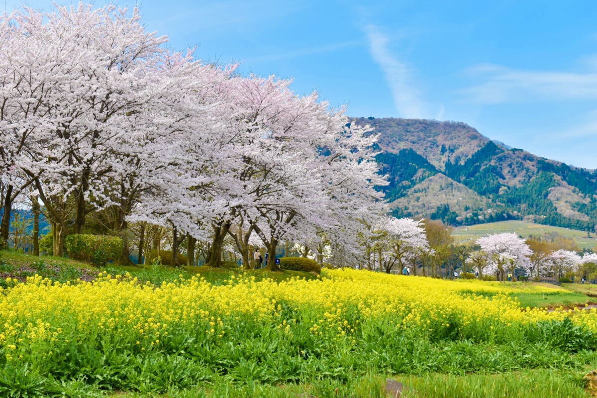 上堰潟公園の写真1