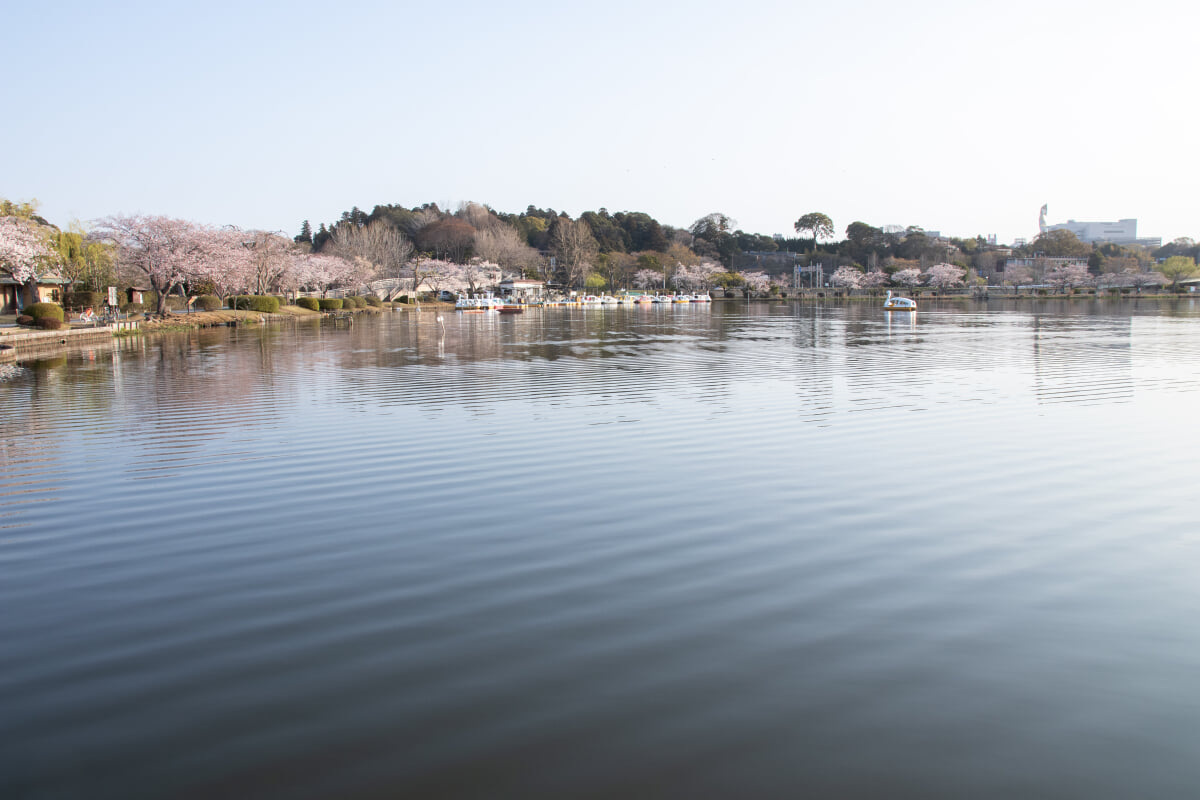 千波公園の写真3