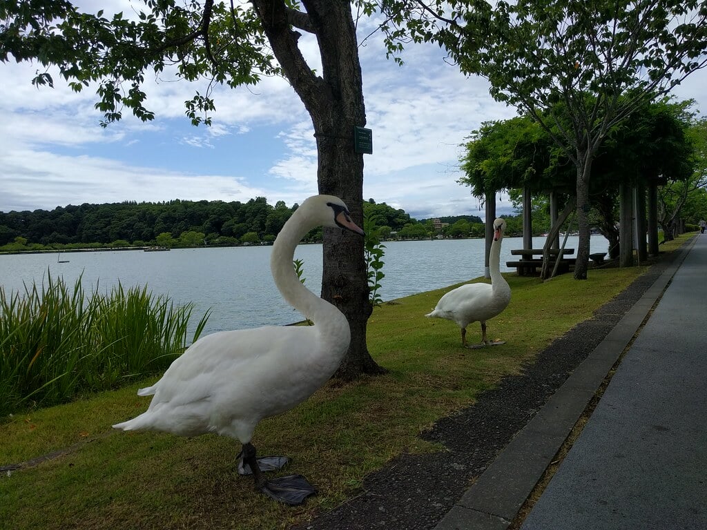 千波公園の写真6
