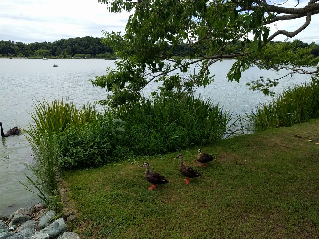 千波公園の写真11