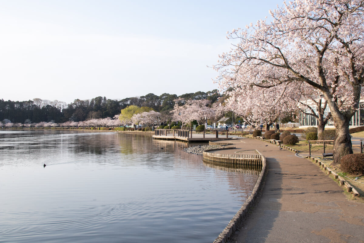 千波公園の写真12