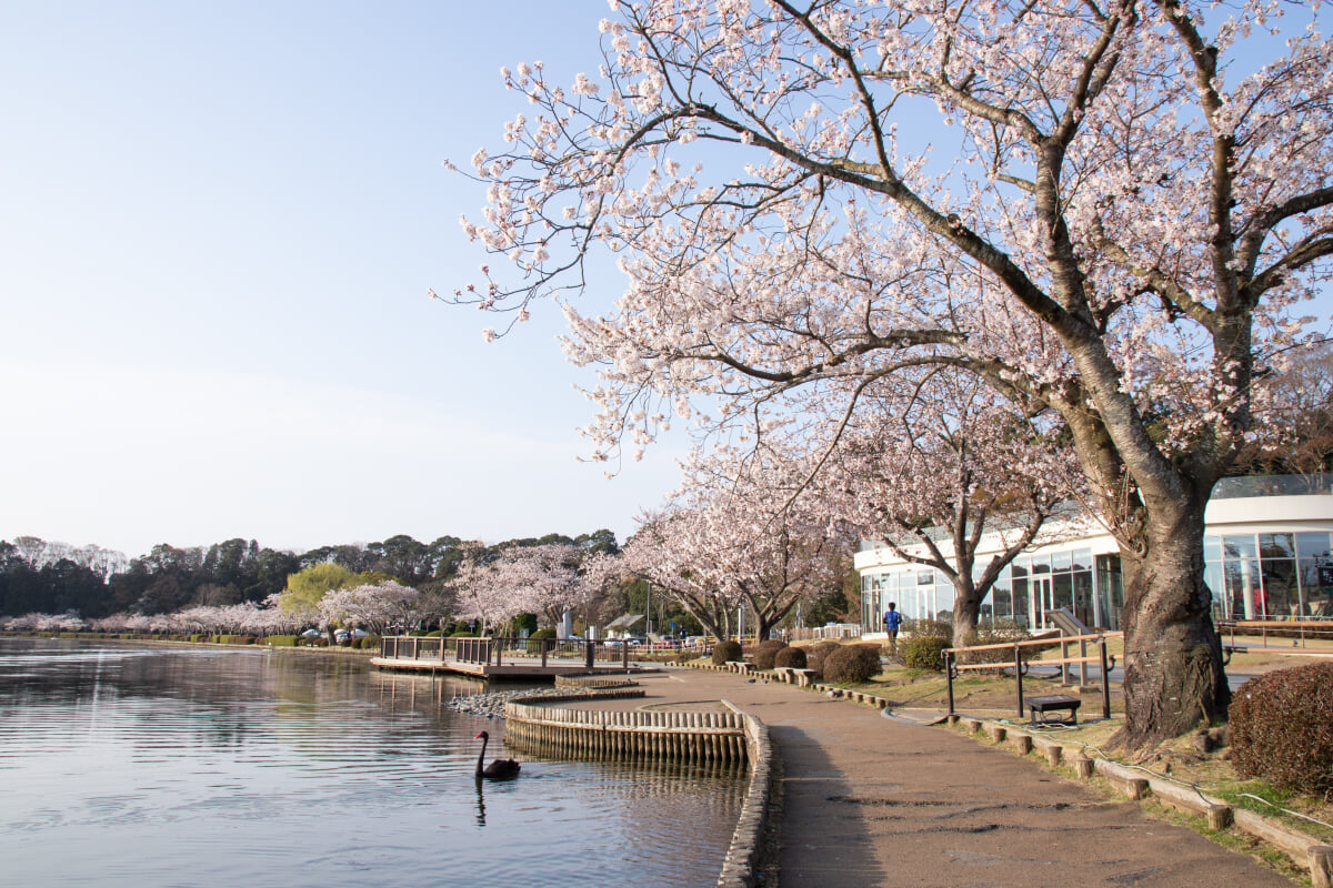 千波公園の写真14