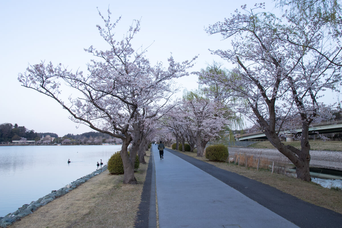 千波公園の写真17