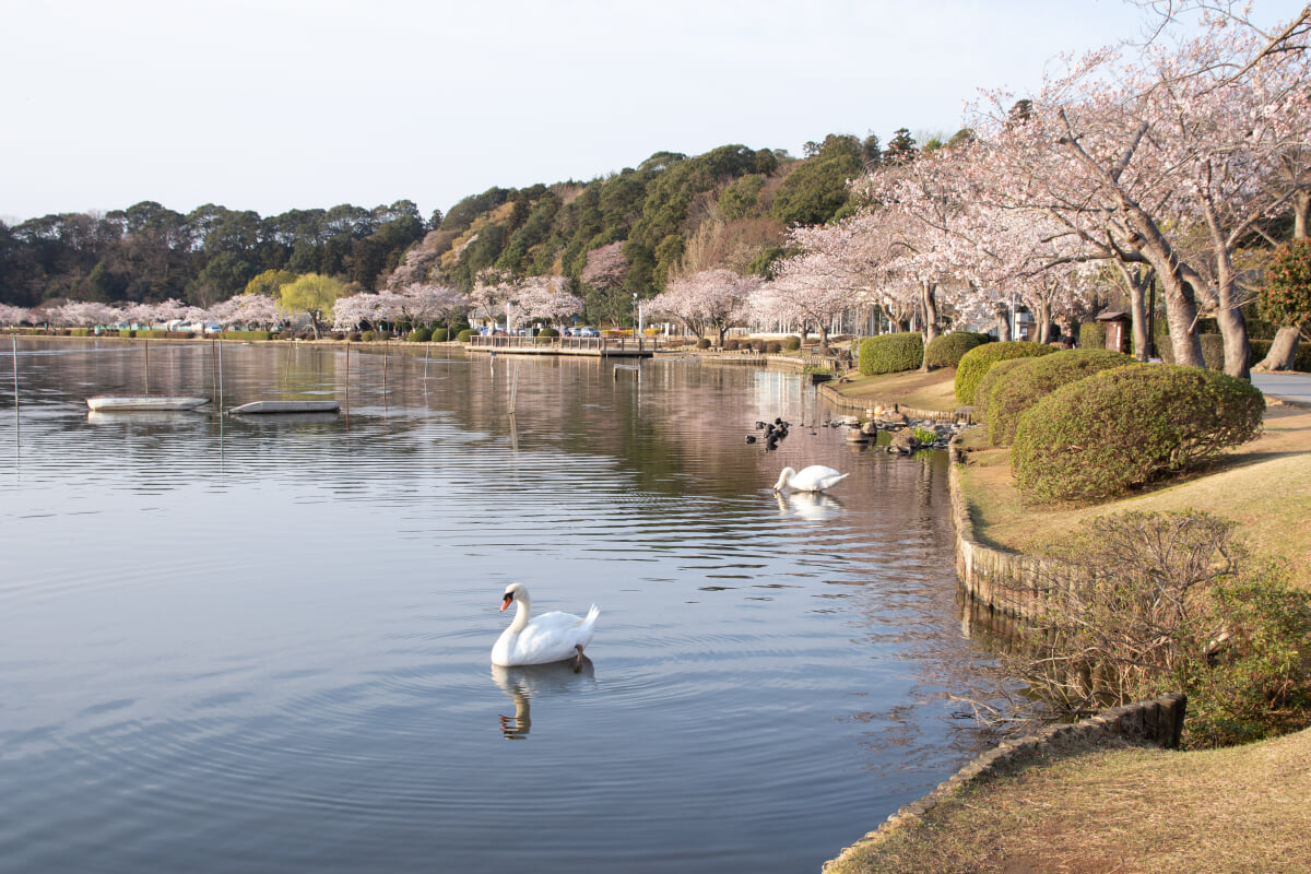 千波公園の写真1