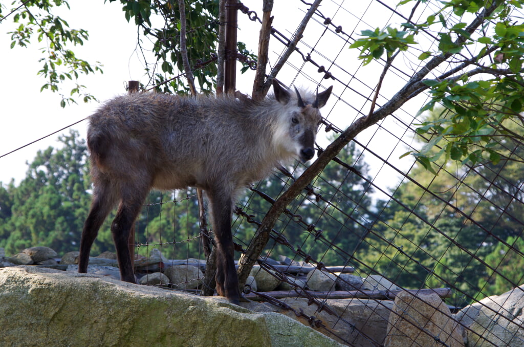 飯田市立動物園の写真5