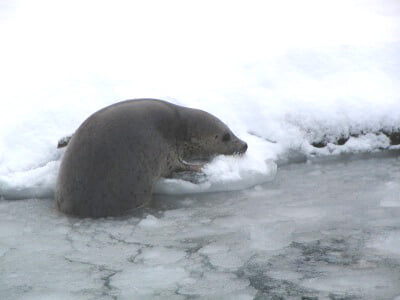 オホーツクとっかりセンターの写真3