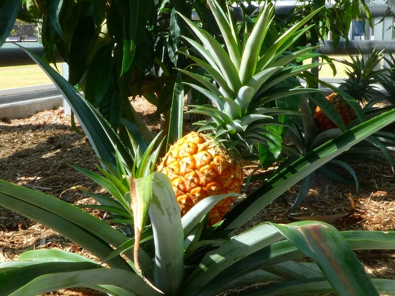 宮交ボタニックガーデン青島の写真2