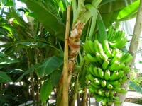 宮交ボタニックガーデン青島