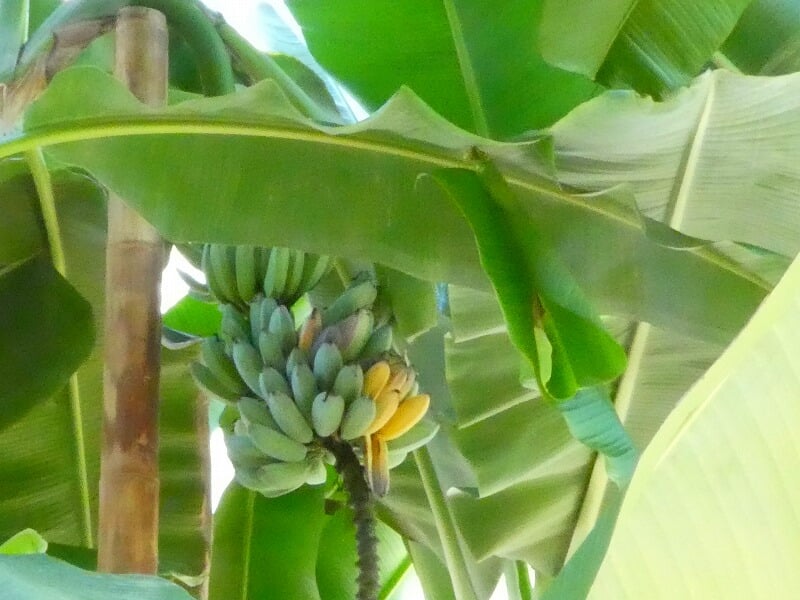 宮交ボタニックガーデン青島の写真7