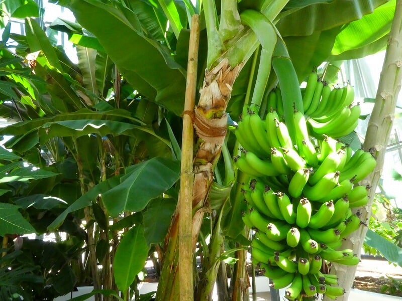 宮交ボタニックガーデン青島の写真1